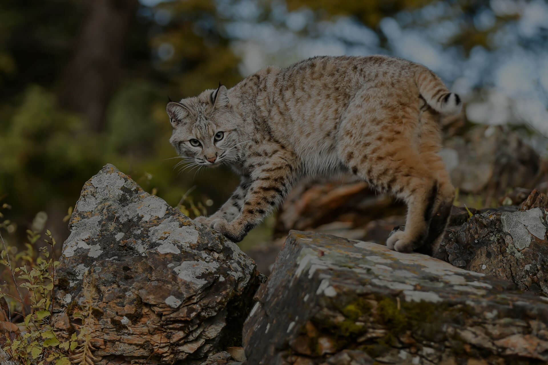 Cat standing on stone and looking at the photographer