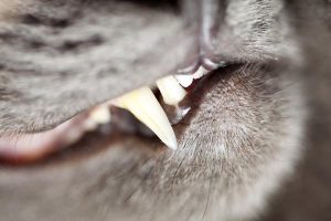 domestic cat teeth close-up