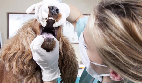Dental examination of dog