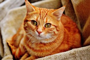 orange-tabby-cat-laying-on-brown-sofa