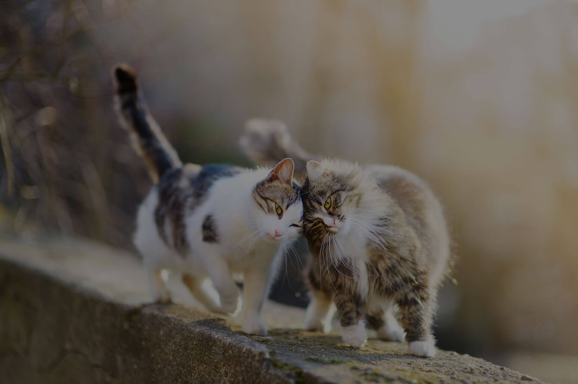 Two cats lovingly rubbing their heads against each other while walking on a wall