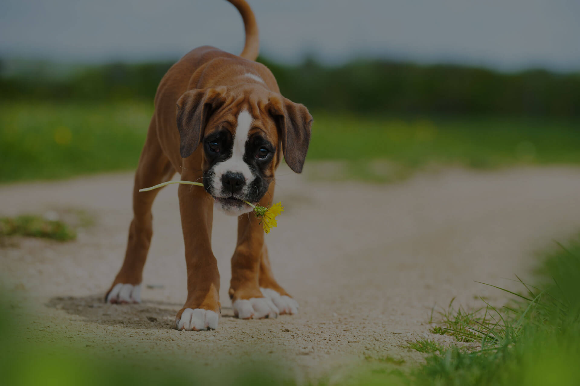 Cute Dog standing with a sunflower in his mouth