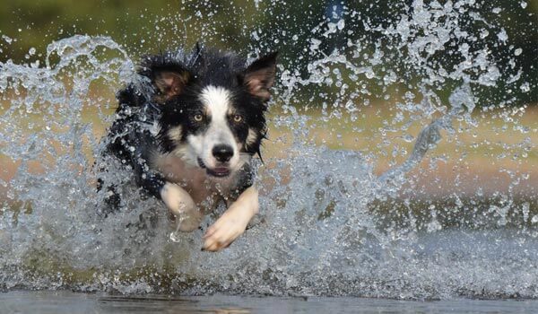 Running dog in water