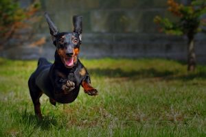 Black dachshund running
