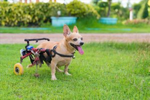Dog on a wheelchair with rear leg injured