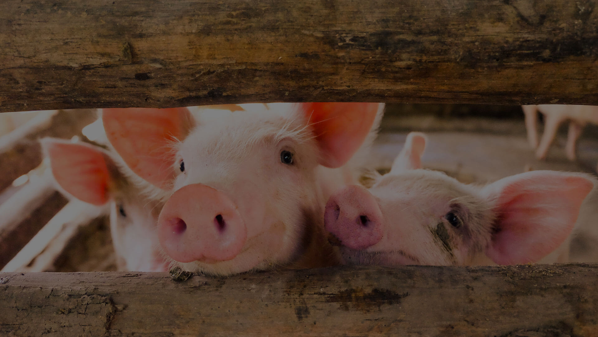 Three curious piglets with pink snouts and ears peering over a wooden fence, looking directly at the camera. The background is blurred, focusing attention on the expressive faces of the piglets.