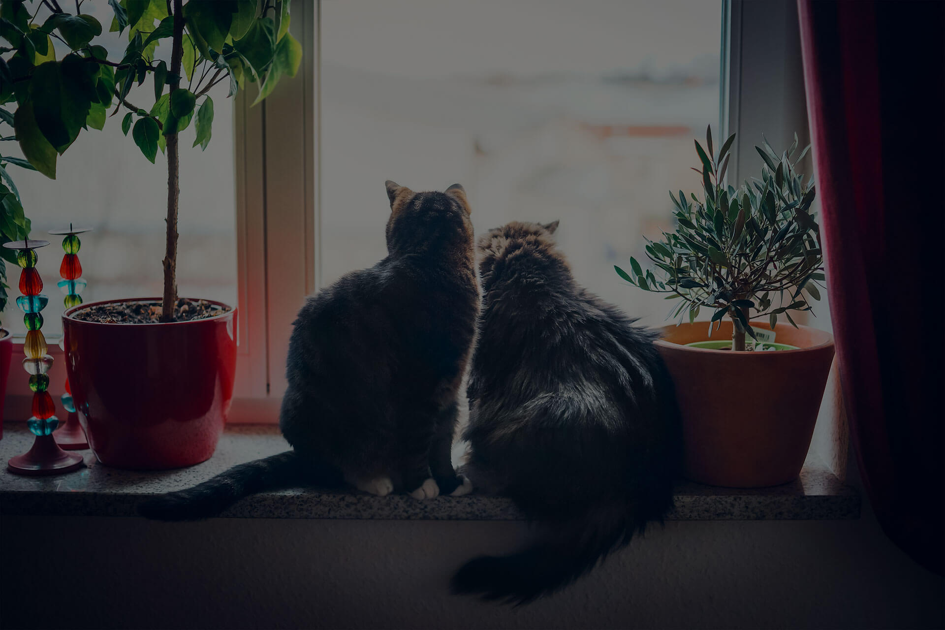 Two cats sit on a windowsill, gazing outside. They are surrounded by potted plants, including a green leafy plant on the left in a red pot and a bushy plant on the right in an orange pot. The scene is softly lit, creating a cozy atmosphere.