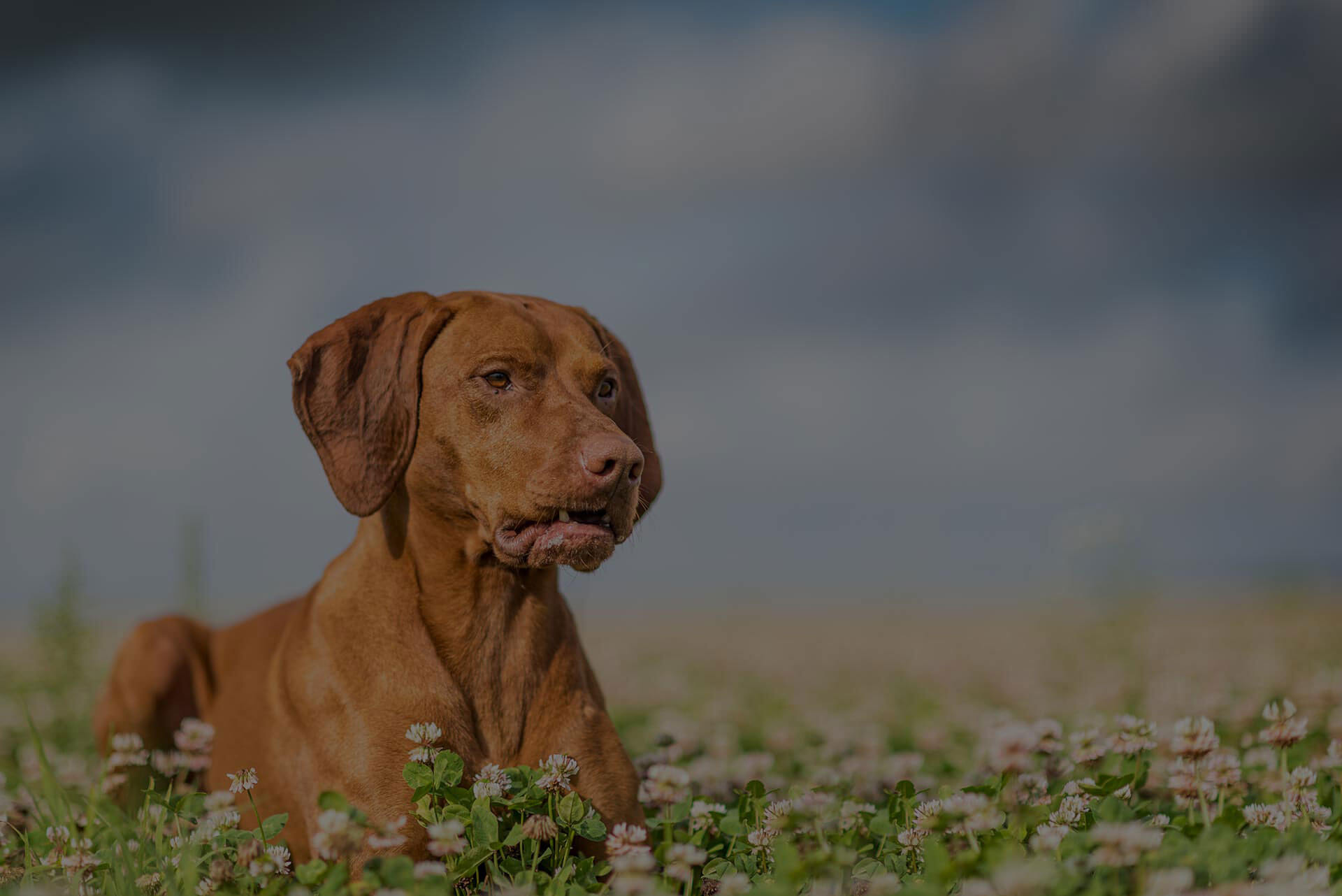 A brown dog with short fur sits in a field of small white flowers under a cloudy sky. The dog appears to be gazing intently at something in the distance.