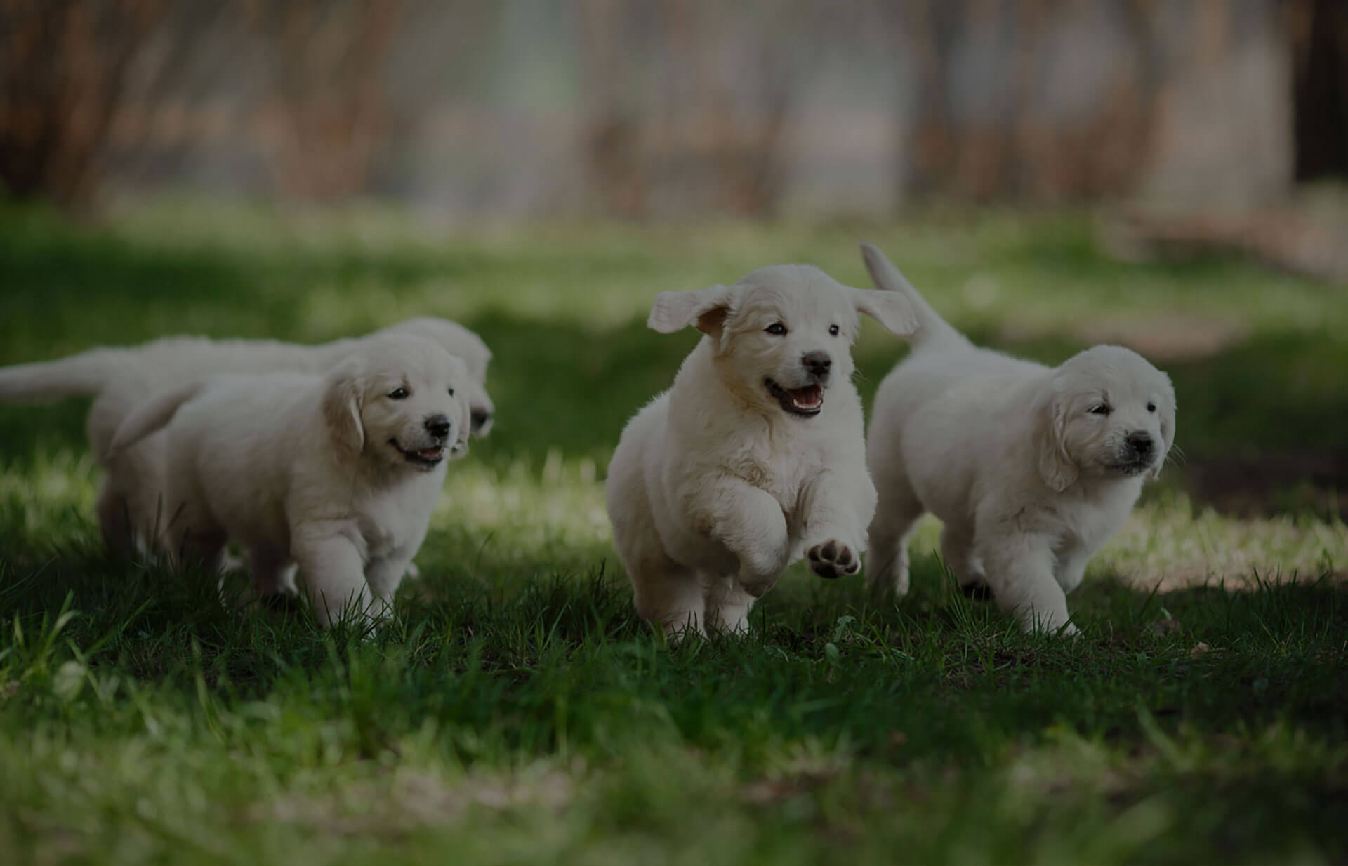 Three fluffy puppies with light-colored fur are running on a grassy field. The puppies appear joyous and playful, with one leading in the center and the other two closely following behind. The background is blurred, emphasizing the puppies and the greenery around them.