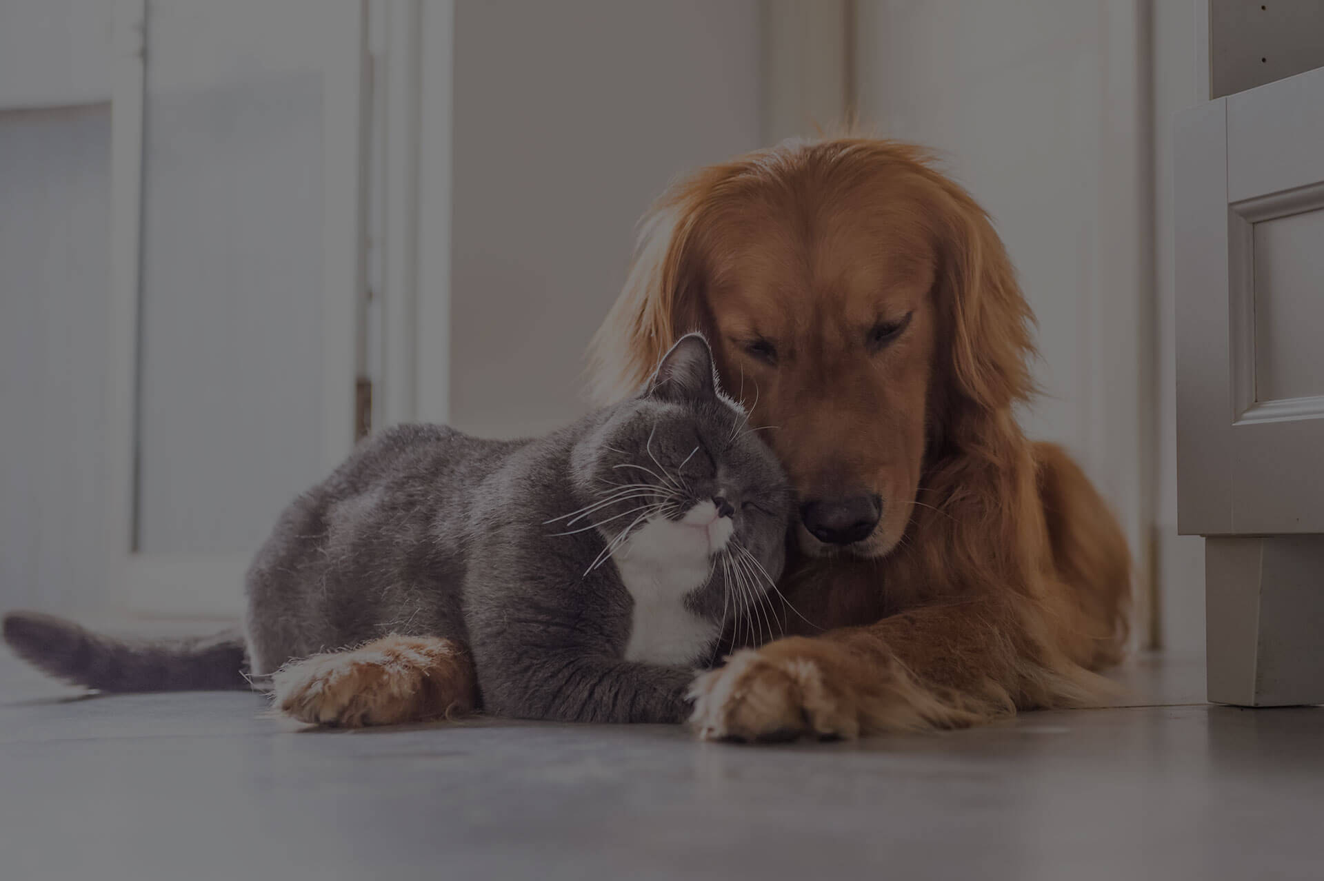 A golden retriever and a gray-and-white cat are snuggling on a floor indoors. The cat leans its head against the dog's chest while the dog rests its head gently on top of the cat, showing a close bond.