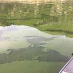 A small boat on a lake with patches of green algae visible on the water's surface. The algae creates a textured pattern that contrasts with the otherwise calm, reflective water. The surrounding landscape, including a tree-covered hillside, is mirrored in the lake.