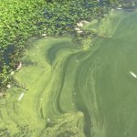 A body of water with a significant presence of green algae on the surface, creating swirling patterns. Several dead fish float among the algae, highlighting the polluted state of the water. The left corner shows dense green vegetation growing on the edge.