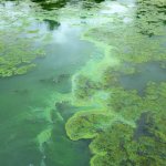 A body of water covered with patches of green algae, reflecting the light from above. The water has a mix of darker green areas and lighter green areas, with the algae forming various shapes and patterns on the surface.