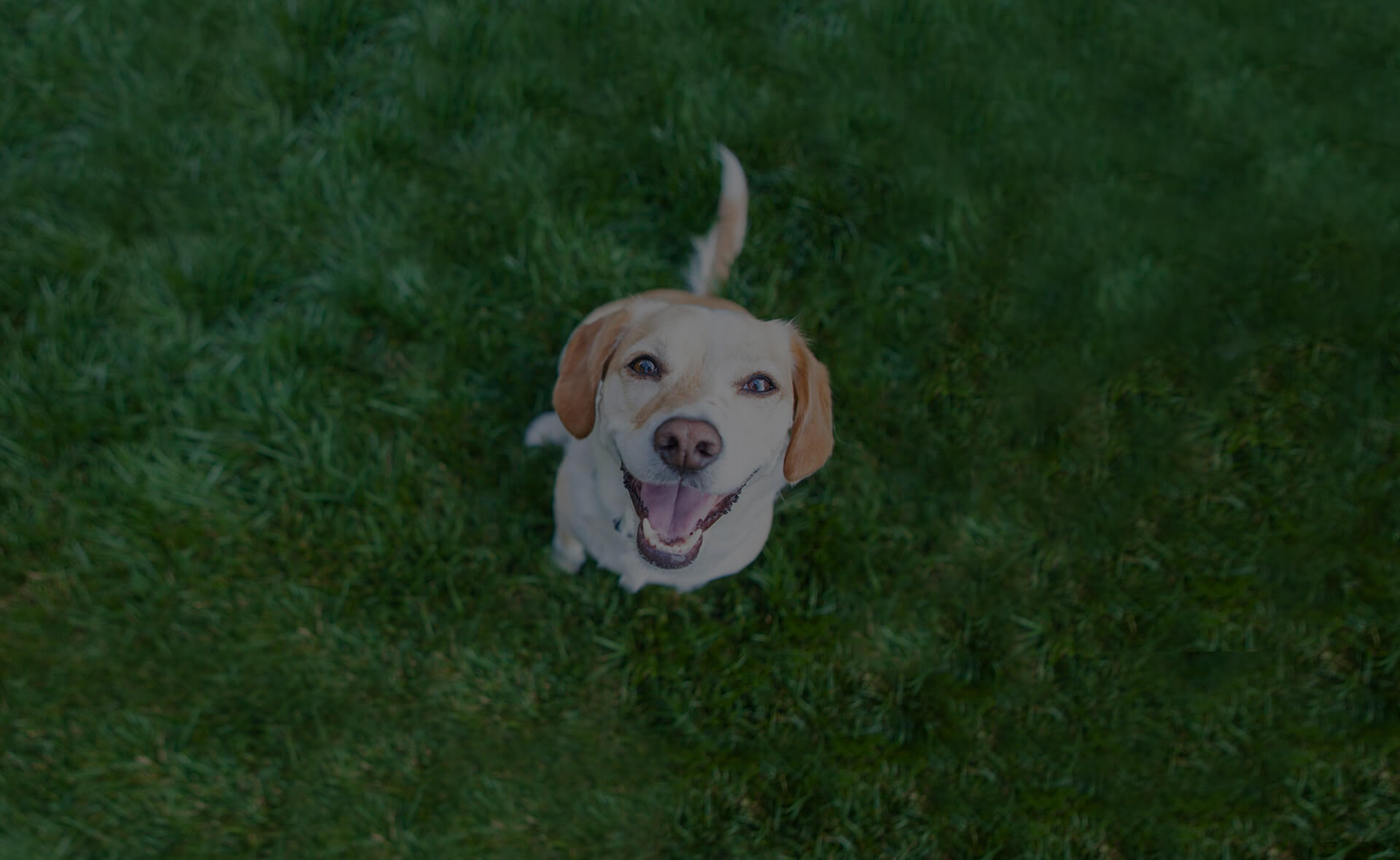 A happy dog with brown and white fur sits on green grass, looking up at the camera with a wide, joyful grin and tail wagging.