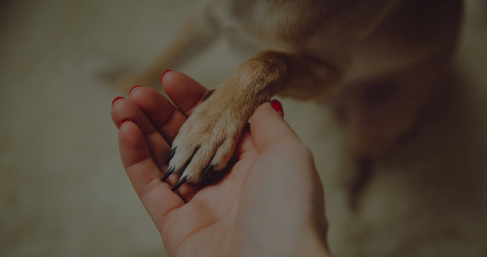 A close-up image shows a human hand with red manicured nails gently holding a dog's paw, creating a moment of connection and companionship between them. The background is blurred, keeping the focus on the touching gesture.