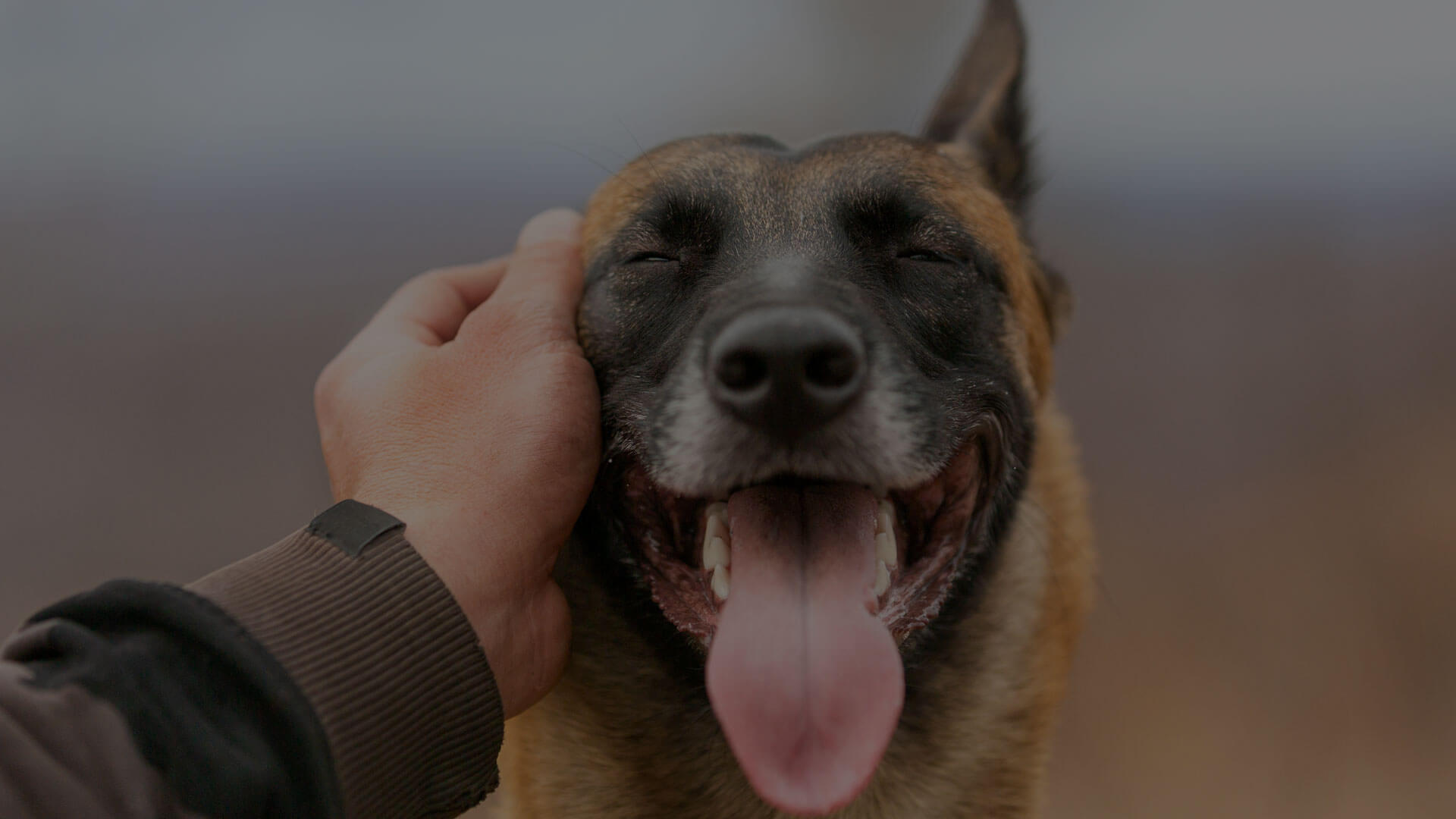 A close-up of a joyful dog with its tongue out and eyes closed, enjoying a head rub from a human hand. The dog's mouth is open in what looks like a smile. The background is blurred. The image radiates a sense of happiness and relaxation.