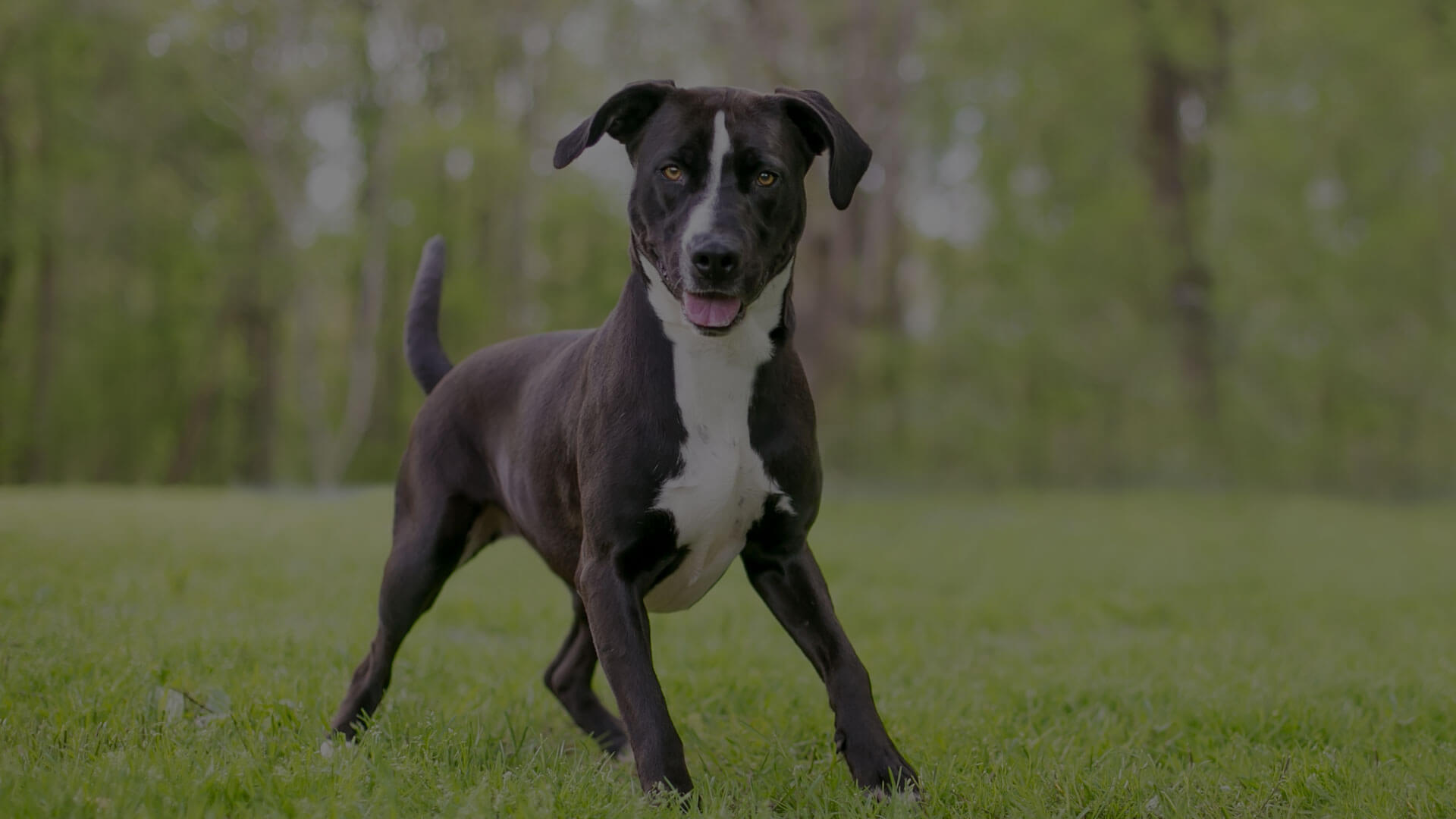 A black dog with white markings on its chest and paws stands on green grass. The dog has an alert, happy expression and is looking directly at the camera. The background is a blurry forest with tall trees, giving the scene a natural, peaceful atmosphere.