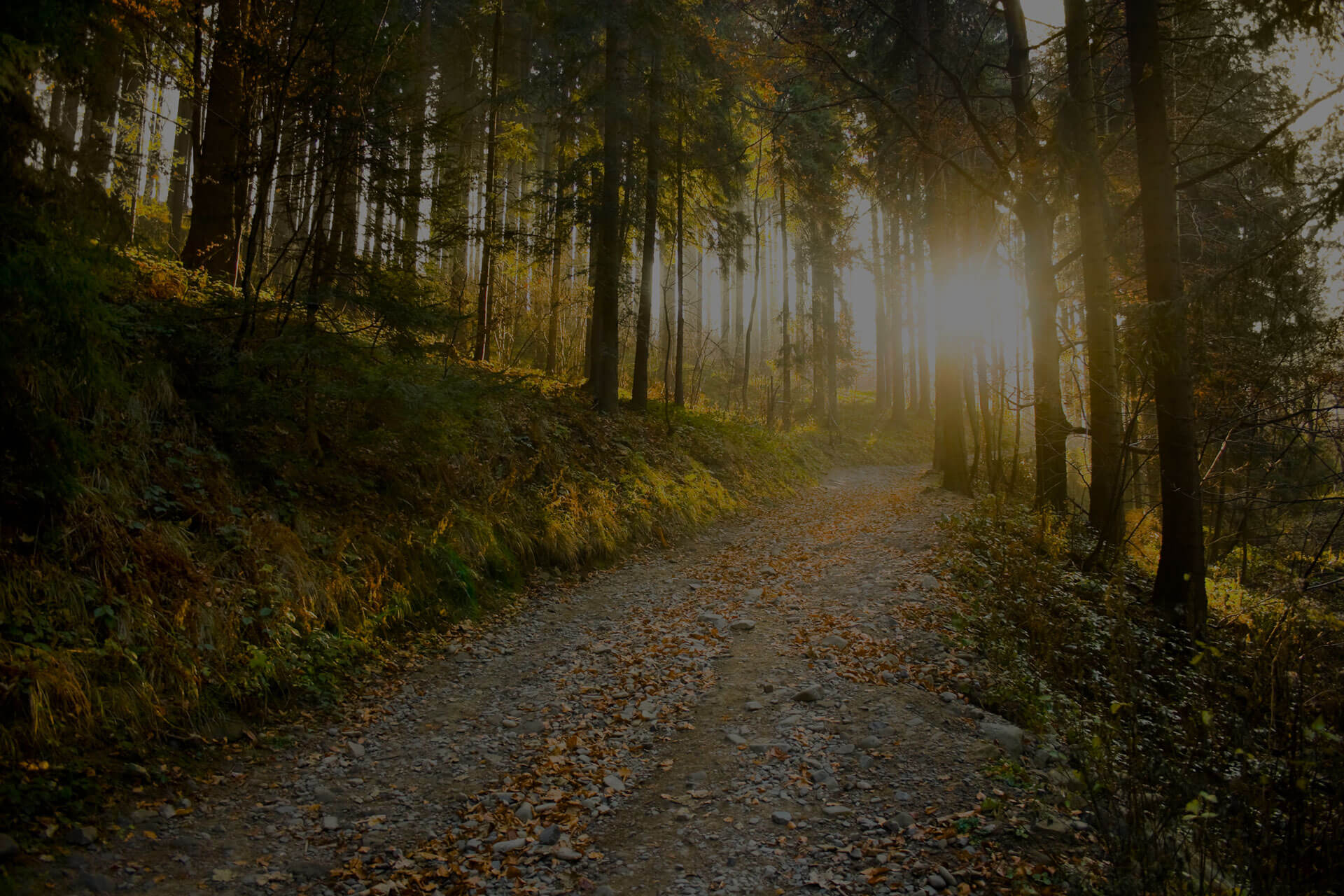A sunlit forest path is covered with scattered leaves, flanked by tall trees with patches of green foliage. The sunlight streams through the trees, creating a serene and inviting atmosphere. The dirt path leads deeper into the tranquil forest.