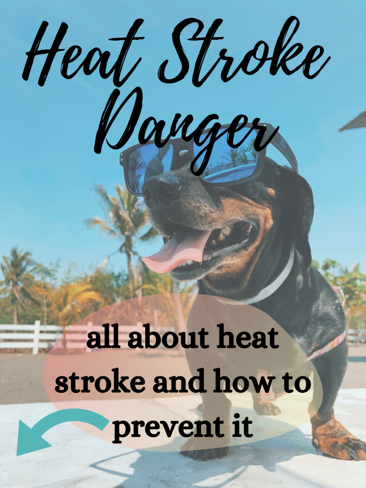 Heat Stroke Dangers and Prevention | Vet in Bozeman | 360 Pet Medical