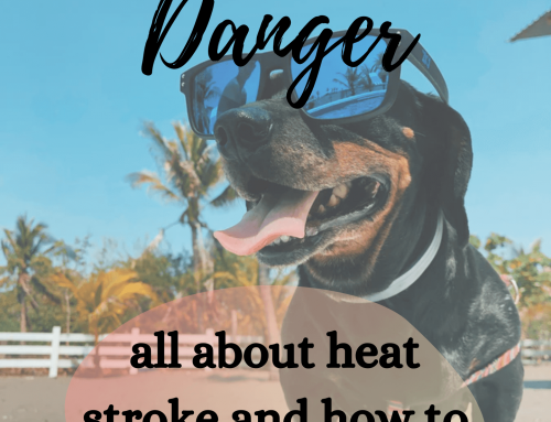 Heat Stroke Dangers and Prevention