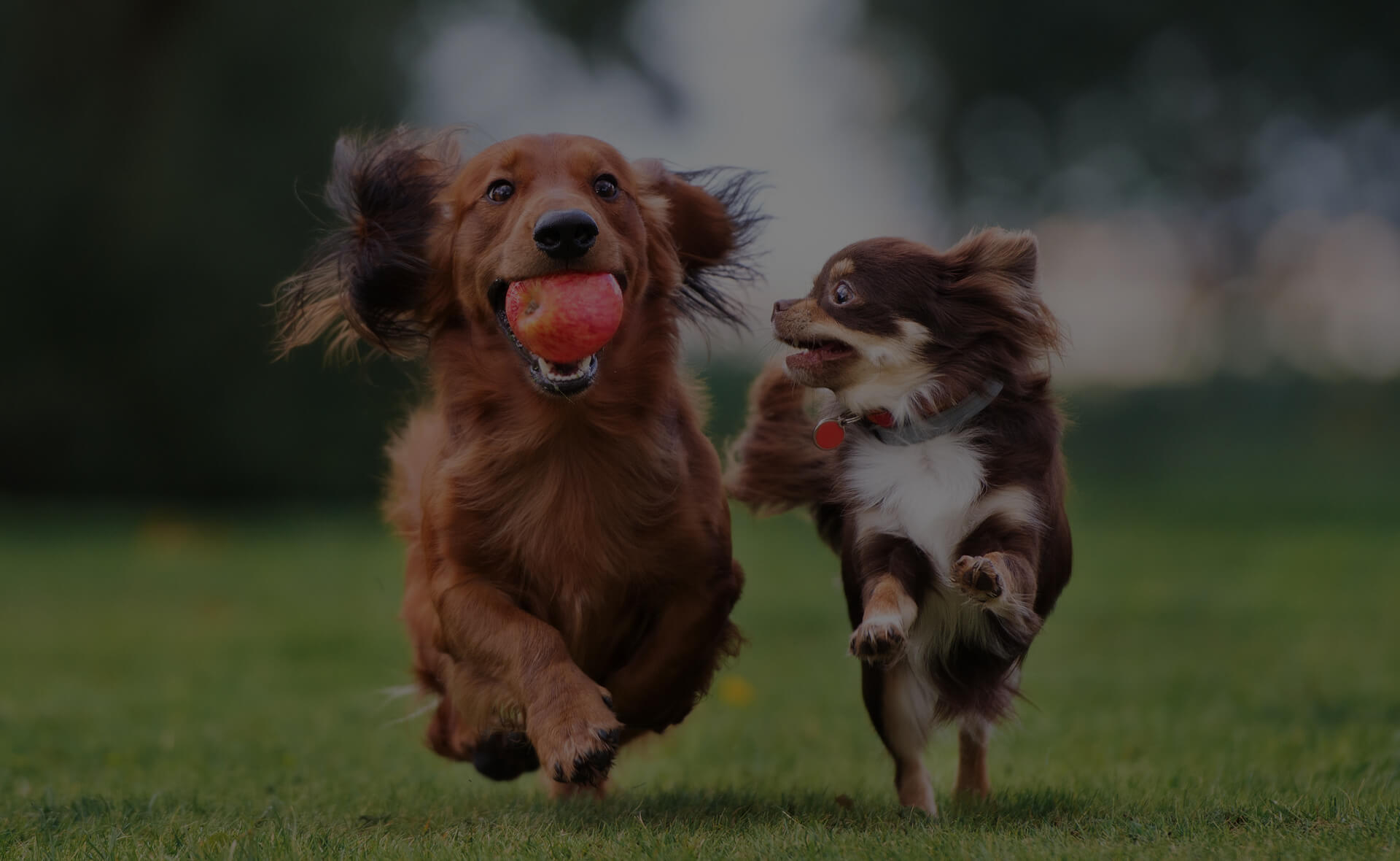 A brown long-haired dog carries a red ball in its mouth while running alongside a smaller brown and white dog on a grassy field. Both dogs have ears flapping in the wind with trees blurred in the background.