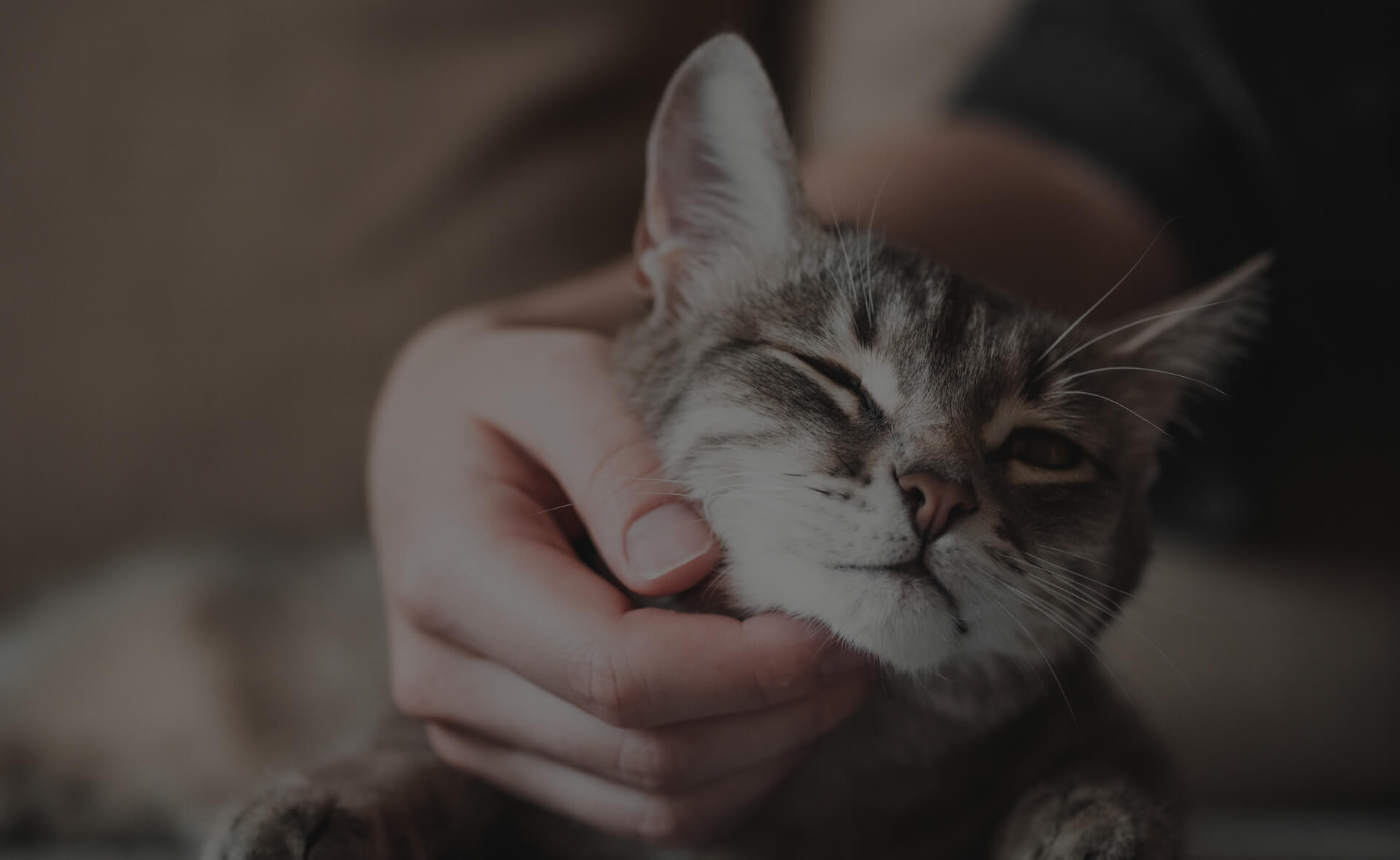A close-up image of a relaxed tabby cat being gently petted under the chin by a person's hand. The cat's eyes are slightly closed, and it appears to be enjoying the affectionate touch. The background is softly blurred.
