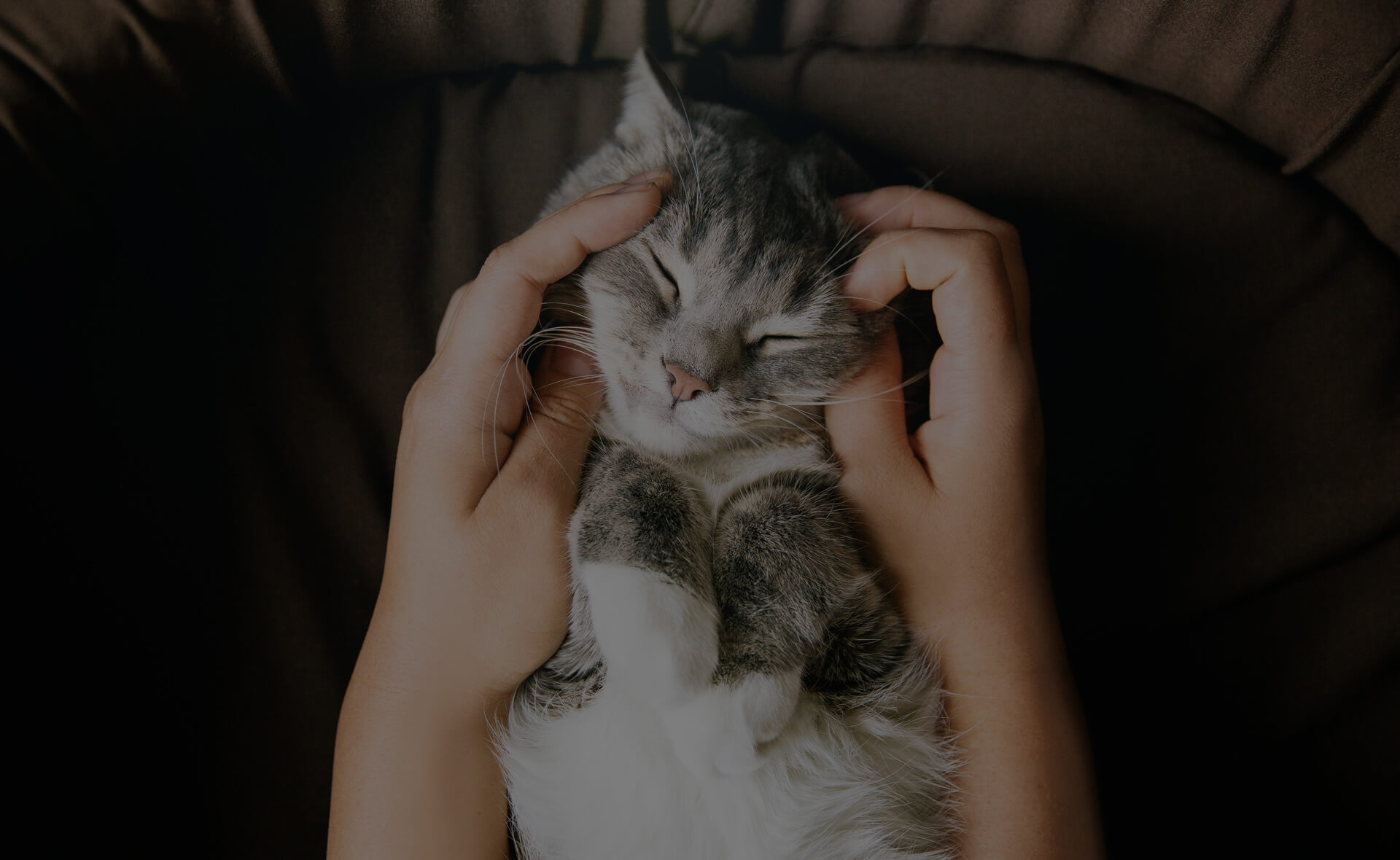 A pair of hands gently cradles the head of a relaxed, gray and white cat. The cat's eyes are closed, and it appears content and calm while being petted. The background is dark, highlighting the tender moment.