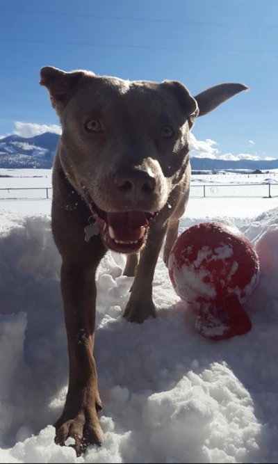 A happy, brown dog with light eyes joyfully runs towards the camera through deep snow. Beside the dog, there's a partially snow-covered, red ball. In the background, there are snow-covered fields and mountains under a clear, blue sky. Is this Koda? Guess the Breed Quiz!