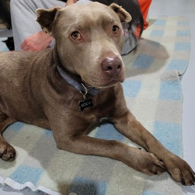 A dog with short, brown fur and a gray collar rests on a blue and beige checkered blanket. The dog is looking at the camera with a calm expression. A black tag on the collar reads "Koda." A person in gray pants is seated behind the dog. Guess the breed quiz!