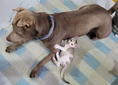 A light brown dog with a blue collar lies on a checkered blanket while a small kitten cuddles close, playfully resting its front paws on the dog's front leg. The dog appears relaxed, and the kitten looks content. Could this be Koda from our Guess the Breed Quiz?