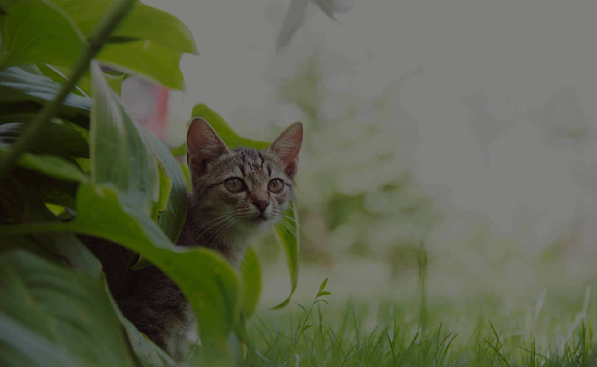 A small tabby cat with pointed ears peeks out from under large green leaves in a garden. The background is a mix of blurred greenery, highlighting the cat's inquisitive face and its surroundings.