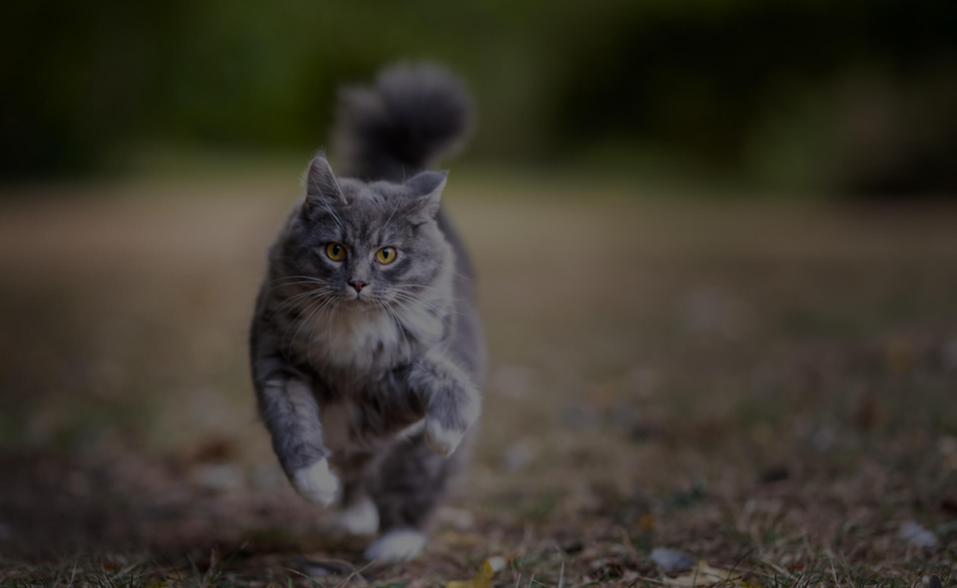 A fluffy grey cat with white paws runs across a blurred outdoor area, with a focused and determined expression. Its tail is bushy and the background is filled with green foliage, creating a serene natural setting.