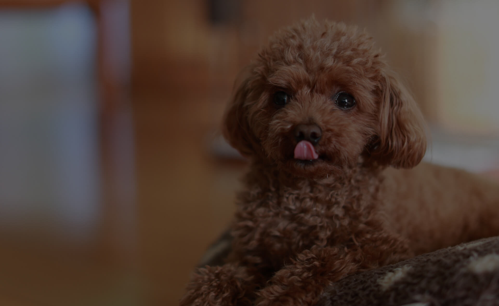 A small brown poodle with curly fur lies on a soft surface indoors. The dog has its tongue sticking out slightly, creating a playful expression. The background is blurred, highlighting the dog as the main focus of the image.