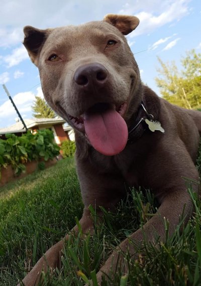 A happy brown dog named Koda, with a wide smile and tongue out, lies on the grass. The background features a garden and a clear sky with some clouds. The dog is wearing a collar with a tag. Guess the Breed Quiz!