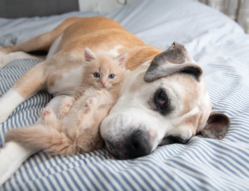 6 Practical Steps to Prolong Your Pet’s Life