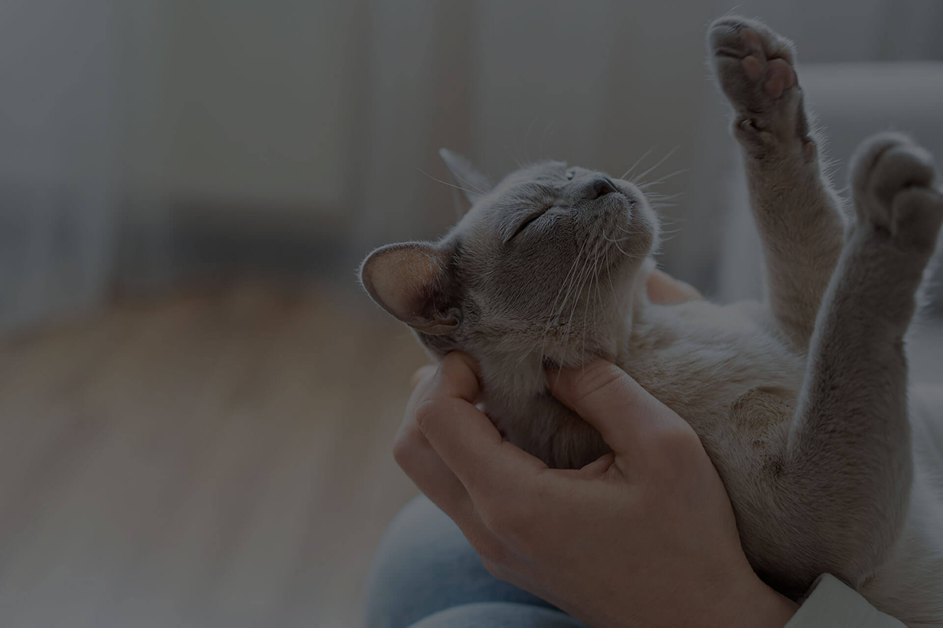 A relaxed cat lies on its back with its head tilted, eyes closed, and paws up. A person's hands gently scratch the cat's chin, creating a serene and content atmosphere. The background is softly blurred, highlighting the focus on the calm interaction.