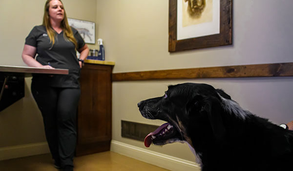 A black and white dog pants while standing in a veterinary exam room. In the background, a veterinarian in black scrubs stands writing on a clipboard. The room has beige walls, wood trim, and a framed picture on the wall.