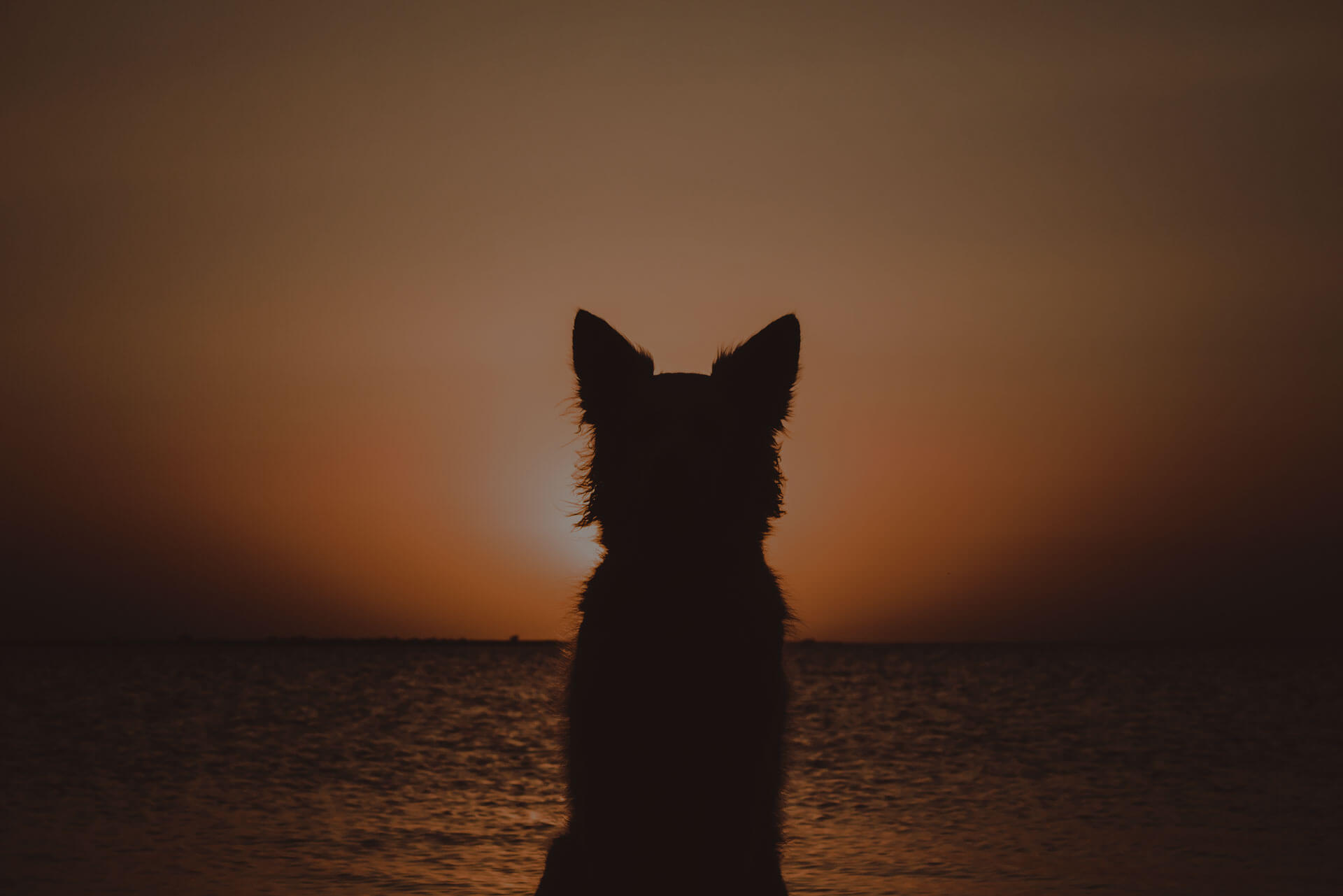 Silhouette of a dog with perked ears sitting by a body of water during sunset. The sky is a gradient of warm hues, blending from deep orange to dark brown, with the sun partially visible near the horizon. The calm water reflects the colors of the sky.