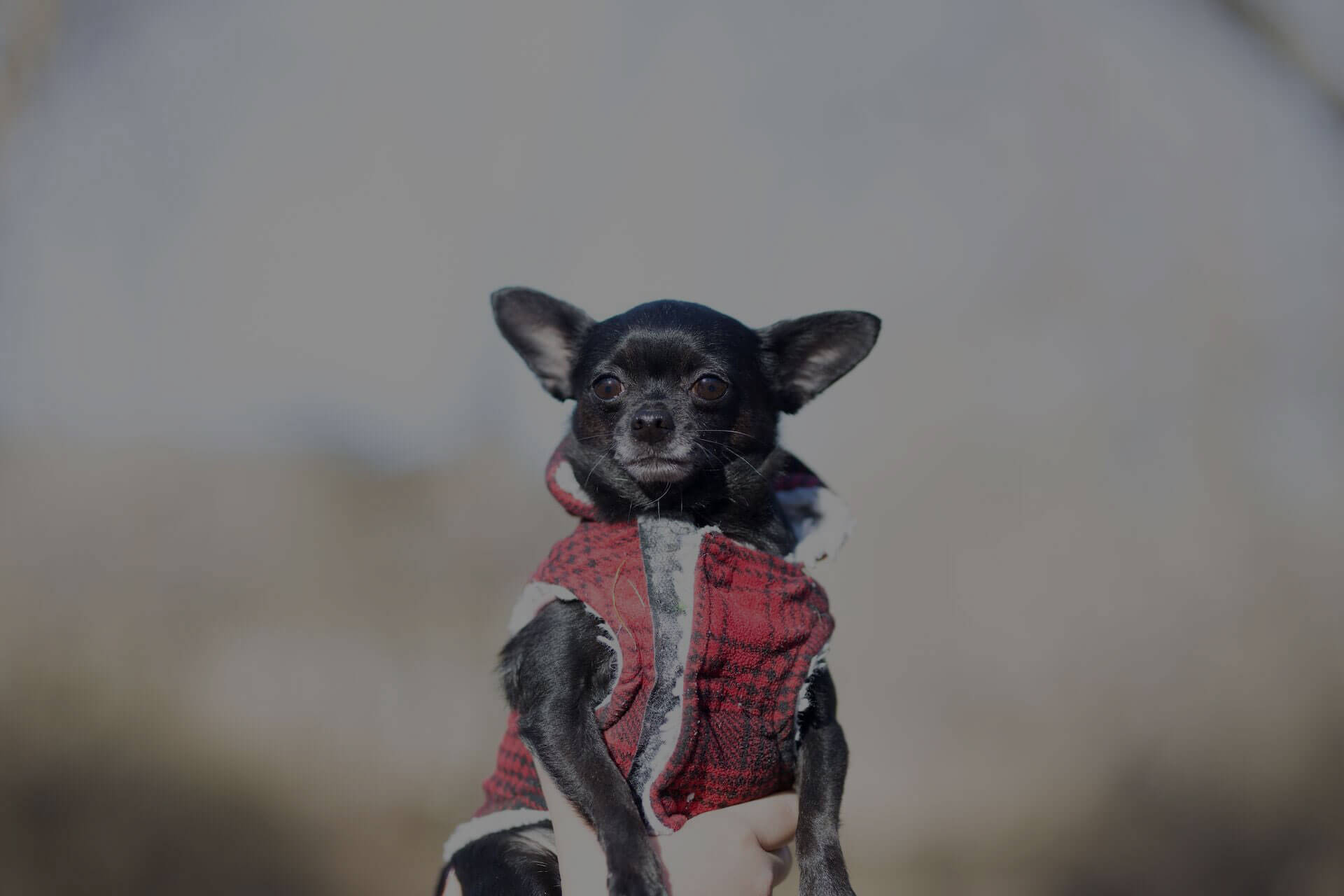 A small black dog with large ears wearing a red and white plaid jacket is held up by a hand against a blurred outdoor background. The dog's face is centered and looking forward.