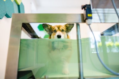 Pools for Veterinary Rehabilitation — Case Notes