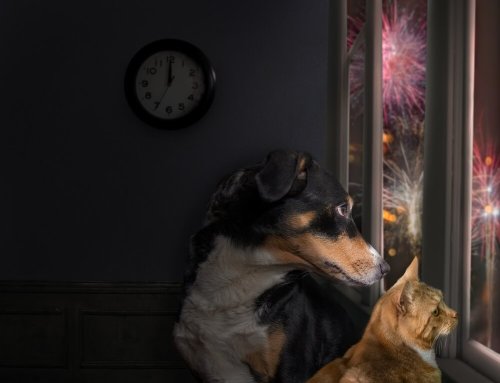 Do’s and Don’ts of July Fourth Safety for Pets