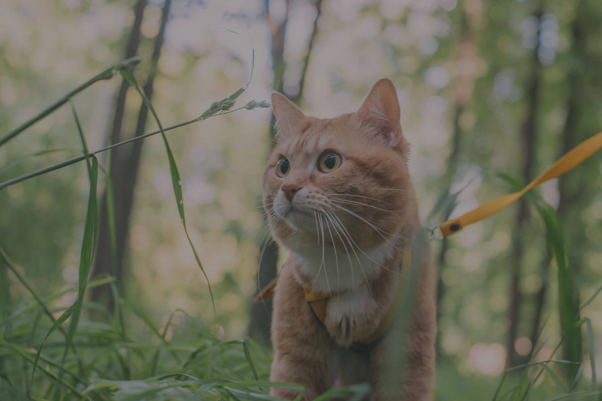 A brown and white cat wearing a harness and leash sits in tall grass in a forested area. The cat is looking off to the side with a curious expression. Sunlight filters through the trees in the background, creating a serene and peaceful ambiance.