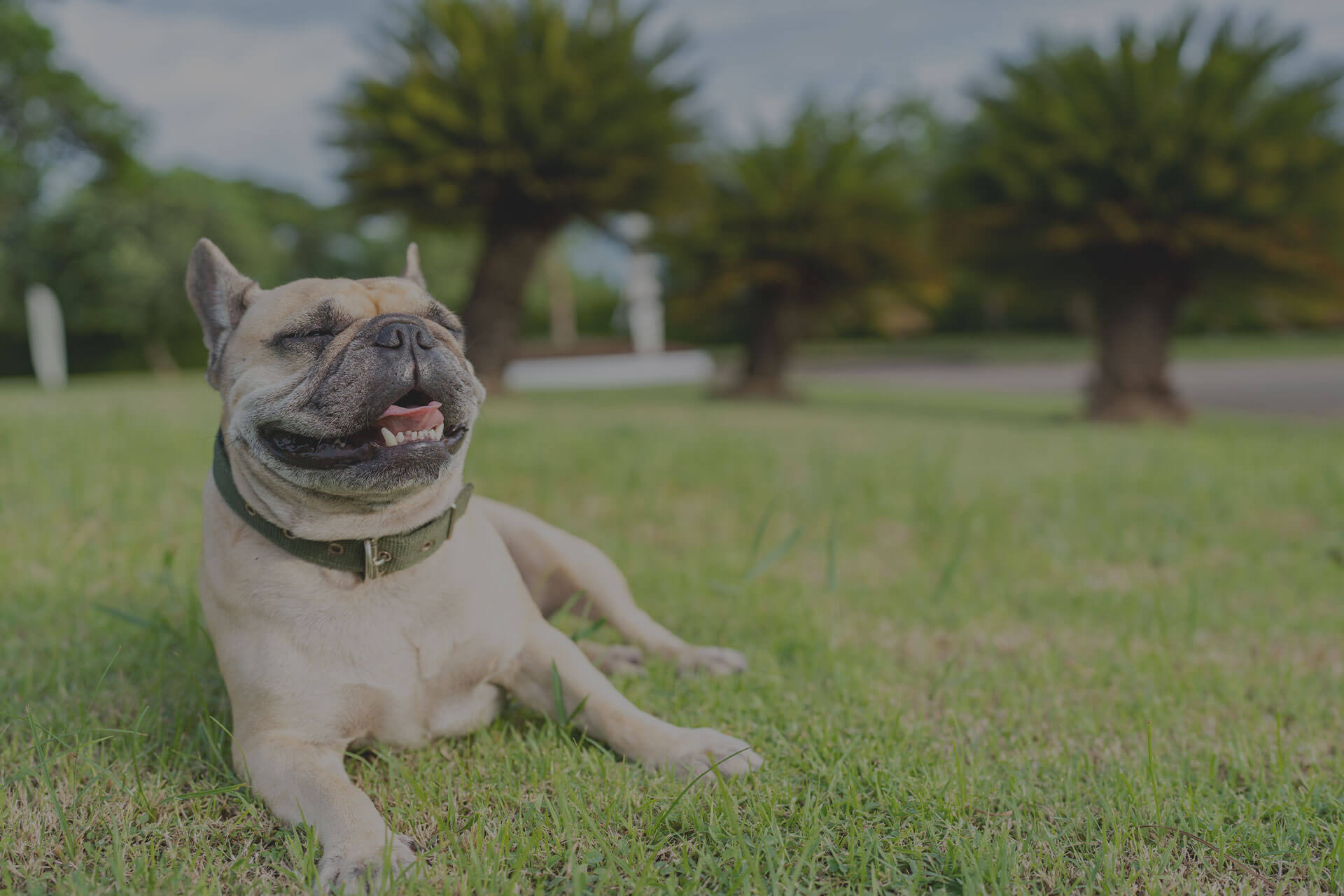 A light brown French Bulldog is lounging on a green grassy field, panting with its tongue out, looking content. In the background, there are blurred trees and a pathway, suggesting a park setting. The sky above is partly cloudy.