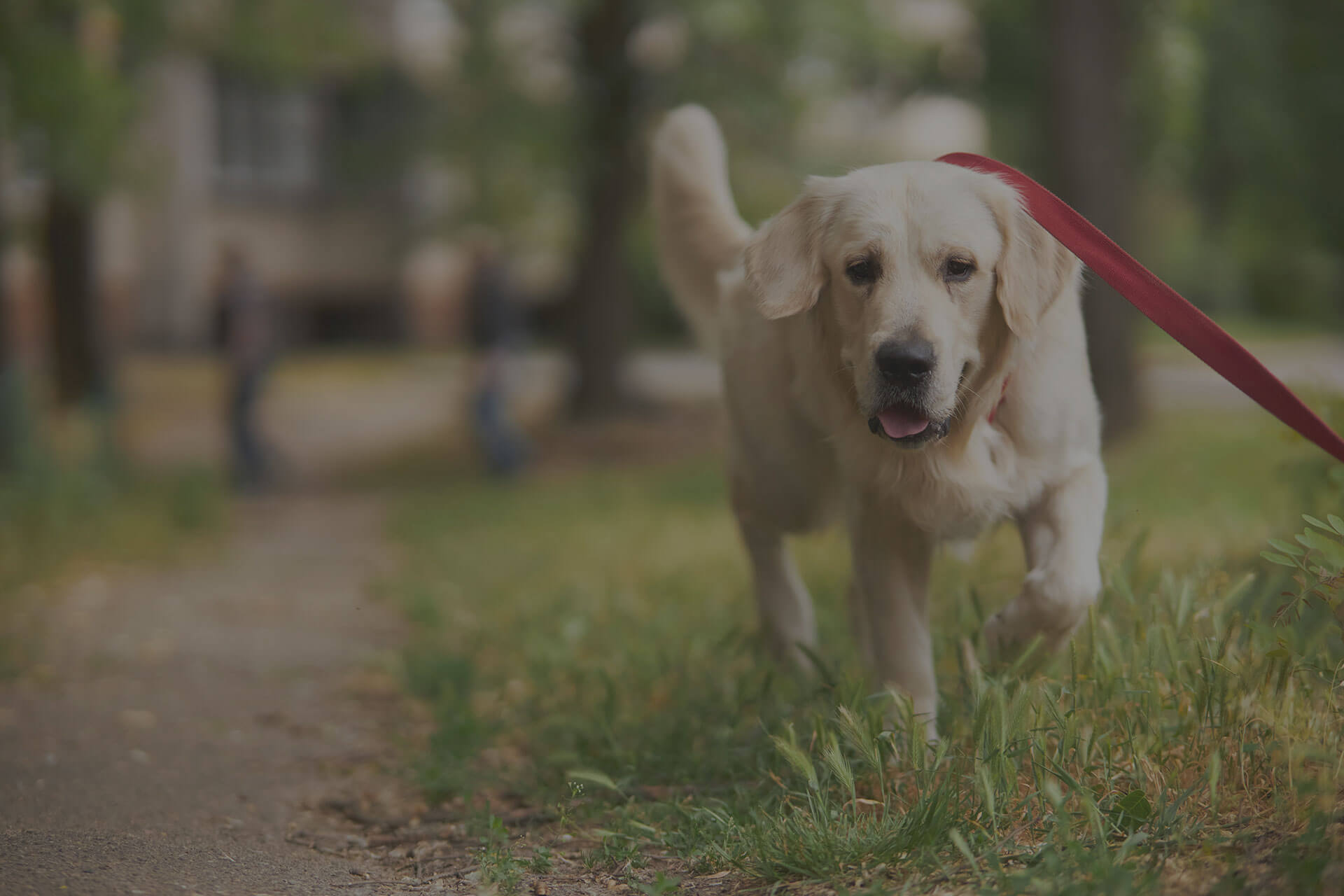 A golden retriever with a red leash walks on a grassy path in a park. The dog is looking towards the camera with its tongue slightly out. The background is blurred, showing trees and a couple of people in the distance.