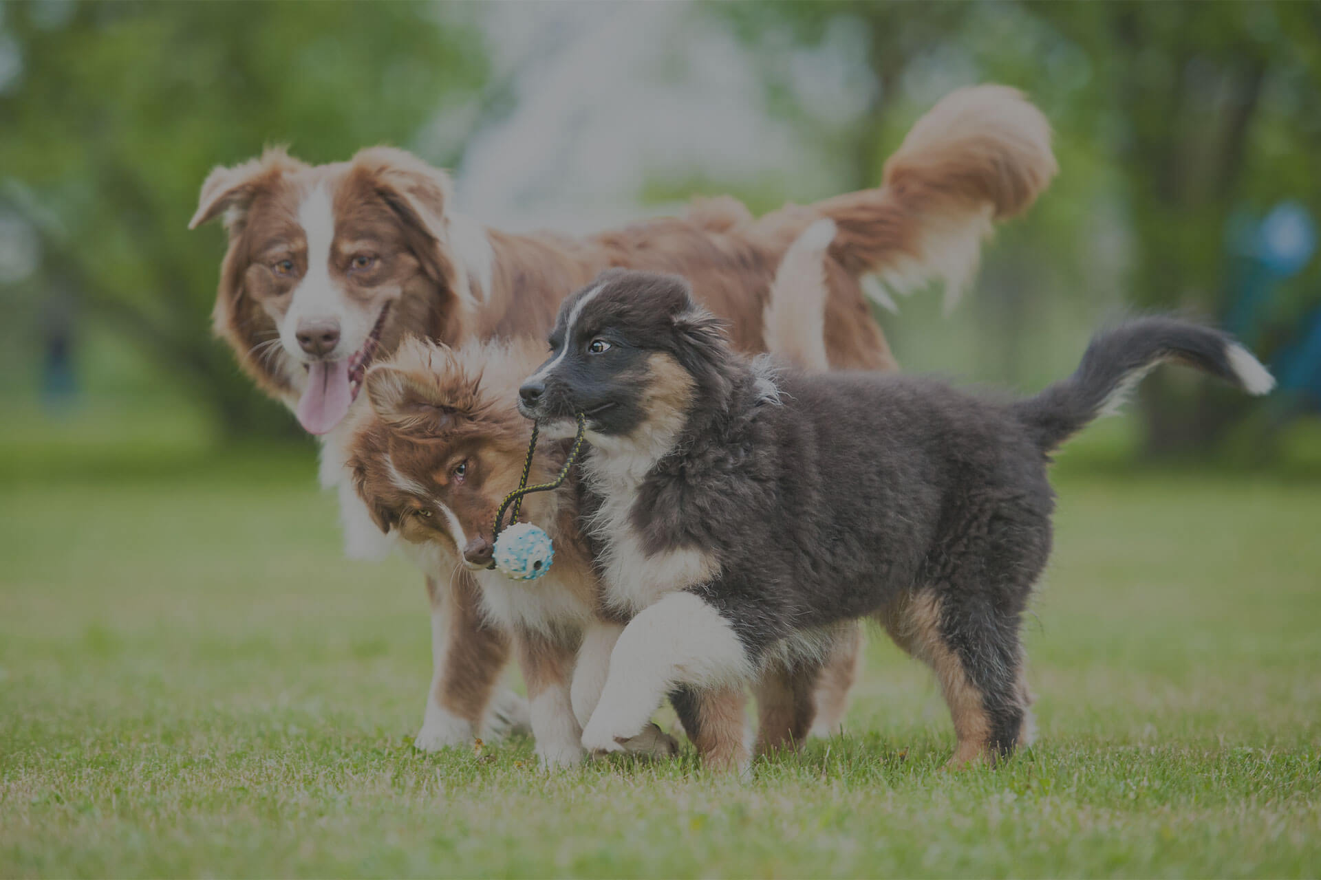 Three playful dogs are outside in a grassy area with trees. One dog, with a light and dark brown coat, is holding a blue ball with a string in its mouth while another dog, also brown, and a black and white pup watch closely. They all appear joyful and energetic.