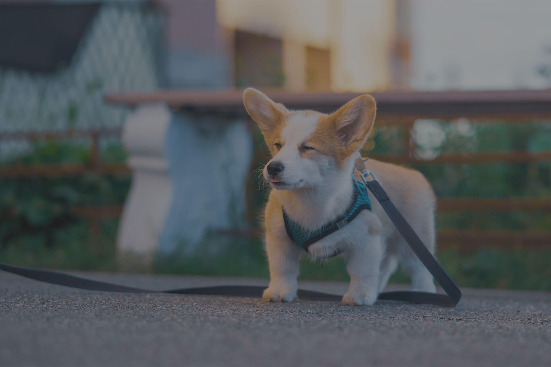 A small corgi puppy with large ears is standing on a paved path, wearing a blue harness connected to a leash. The background features a bench, greenery, and a blurred structure. The puppy appears to be squinting or closing its eyes, possibly due to the sun.