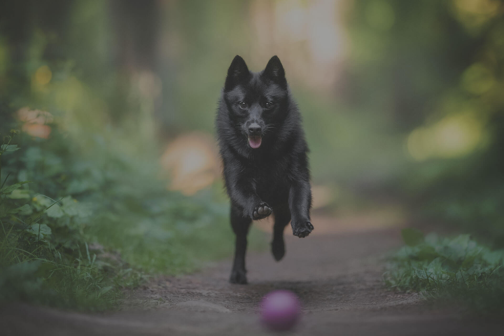 A small black dog is running enthusiastically on a forest path towards a pink ball. The background is lush and green, with soft-focused trees and foliage. The dog appears to be mid-stride with its tongue out, conveying a sense of excitement and joy.