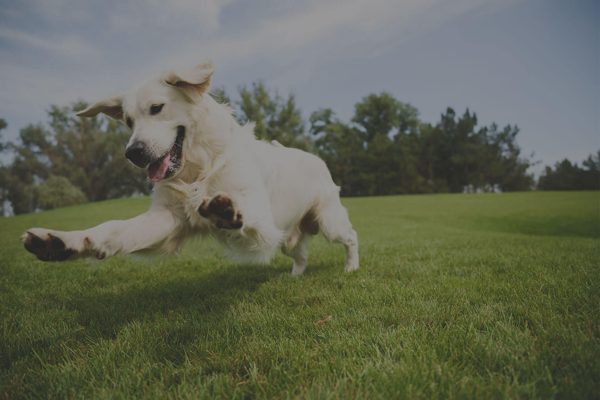 A golden retriever caught mid-leap while running joyfully on lush, green grass in a park. The dog has its tongue out, and ears flapping, with a backdrop of trees under a clear blue sky.