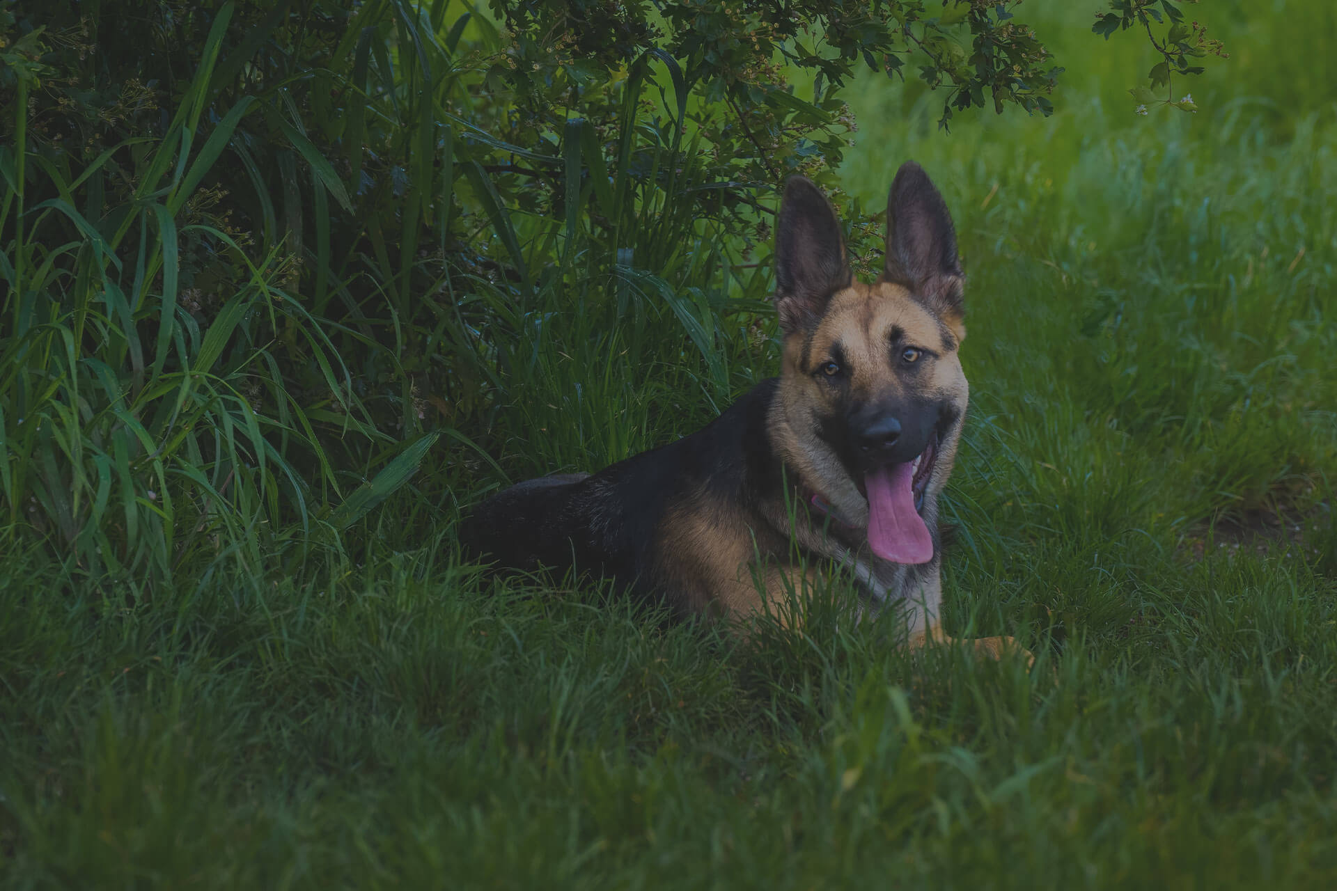 A German Shepherd with tan and black fur is laying on green grass near dense bushes. It has large, upright ears and its tongue is hanging out of its mouth. The background is lush with green foliage and the lighting is soft.