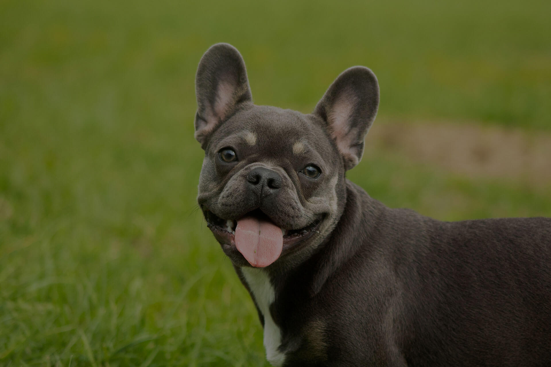 A French Bulldog with a gray coat and white markings is standing on a green grassy field. The dog has large, upright ears and is panting with its tongue out, looking toward the camera with a happy expression.